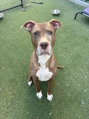 A brown and white dog with a white chest and paws, sitting on green artificial grass, looking directly at the camera.