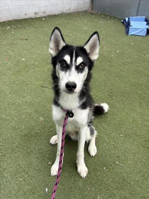 A black and white husky puppy sitting on a green artificial turf, wearing a pink leash.