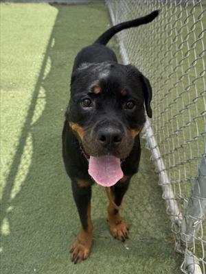 A black and tan Rottweiler dog with its tongue out, standing on green artificial turf next to a chain-link fence.