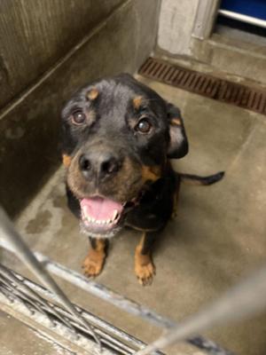 CINNABON, Rottweiler, adult, available for adoption
