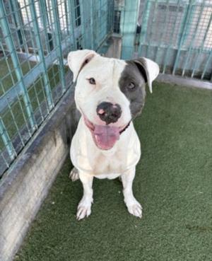 A white and black dog with a happy expression, sitting on green artificial grass in an enclosure.