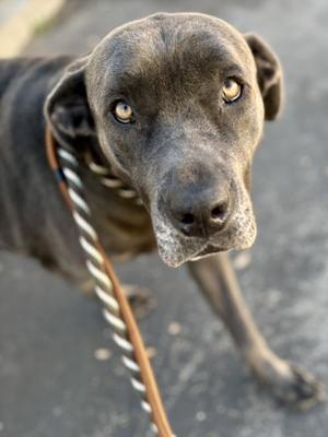 A close-up of a gray dog with a rope leash, looking directly at the camera.