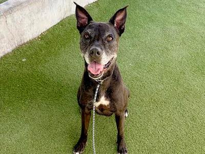 CECE, Boxer / Pit Bull Terrier, senior, available for adoption