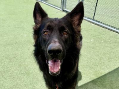 DEBO, German Shepherd Dog, adult, available for adoption