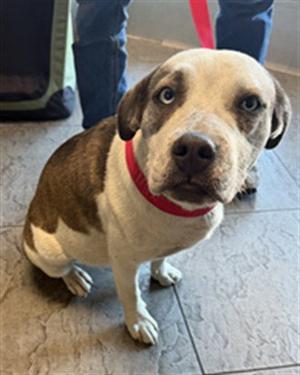 BONNIE, Staffordshire Bull Terrier, young, available for adoption