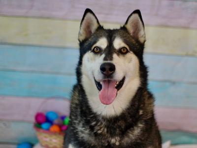 APOLLO, Siberian Husky, adult, available for adoption