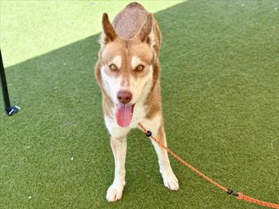 A brown and white dog with a pink tongue sticking out, standing on green artificial turf and holding an orange leash.