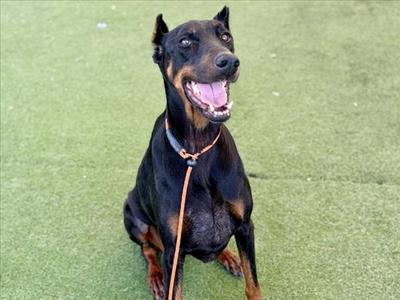 ARIES, Doberman Pinscher, adult, available for adoption