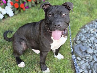 BRONCO, Pit Bull Terrier, adult, available for adoption