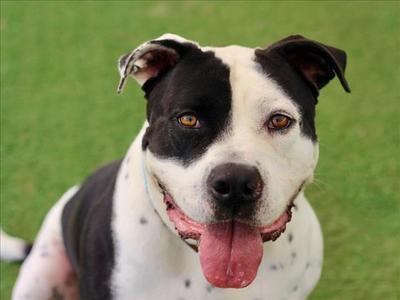 CHARLES, Pit Bull Terrier, adult, available for adoption
