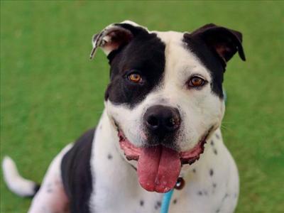 CHARLES, Pit Bull Terrier, adult, available for adoption