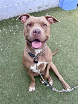 A brown and white dog sitting on a green surface, wearing a collar and leash, with its tongue out and looking up.