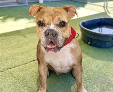 ANGEL, Bulldog, adult, available for adoption