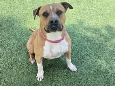 GRIZZ, Staffordshire Bull Terrier, adult, available for adoption