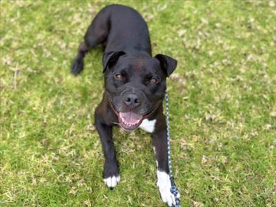 B.A., Pit Bull Terrier, adult, available for adoption