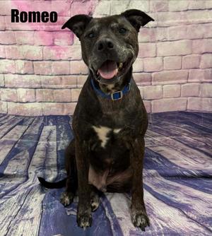 Romeo, Mixed Breed, senior, available for adoption