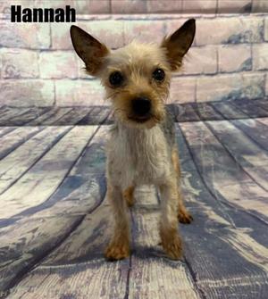 Hannah, Yorkshire Terrier, senior, available for adoption