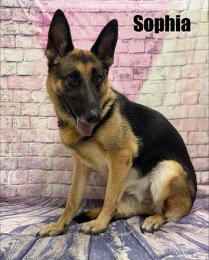Sophia, German Shepherd Dog, adult, available for adoption