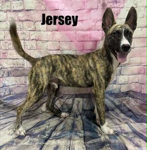 Jersey, Labrador Retriever, young, available for adoption