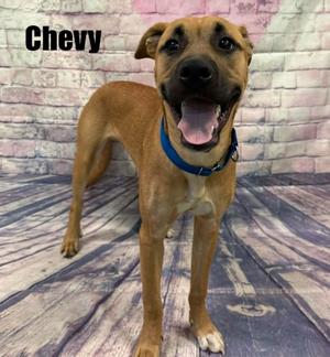 Chevy, Shepherd, young, available for adoption