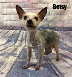 A small dog named Betsy standing on a wooden floor with a brick wall background.