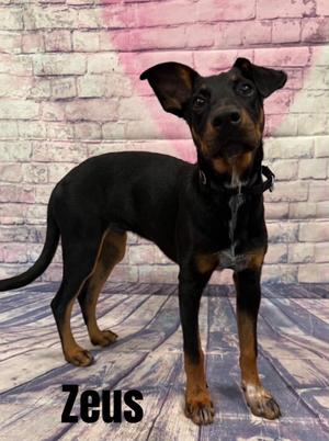 Zeus, Doberman Pinscher, puppy, available for adoption