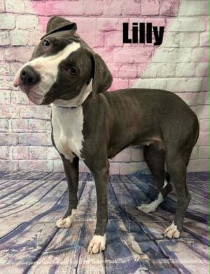 Lilly, Labrador Retriever / Boxer, young, available for adoption