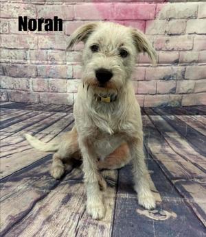 A light-colored dog named Norah sitting on a wooden floor in front of a brick wall.