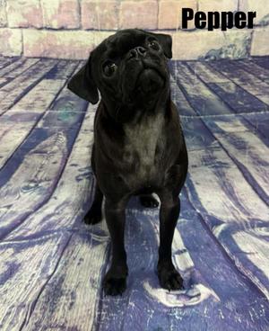 Pepper, Pug, young, available for adoption