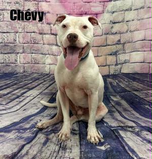A white dog named Chevy sitting on a wooden floor with a brick wall in the background.