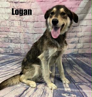 Logan, Shepherd, young, available for adoption