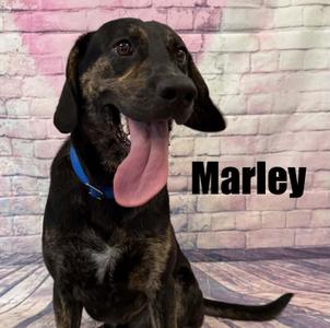 Marley, Hound, young, available for adoption