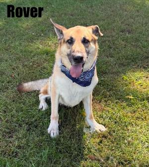 Rover, German Shepherd Dog, adult, available for adoption