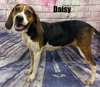 Daisy, Hound, young, available for adoption