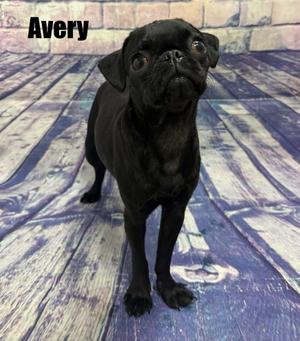 Avery, Pug, young, available for adoption