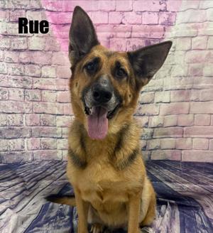 Rue, German Shepherd Dog, senior, available for adoption