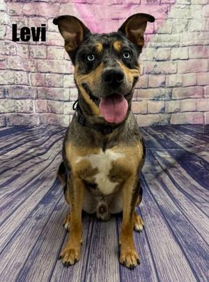Levi, Catahoula Leopard Dog, young, available for adoption