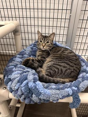Boo, adult, available for adoption