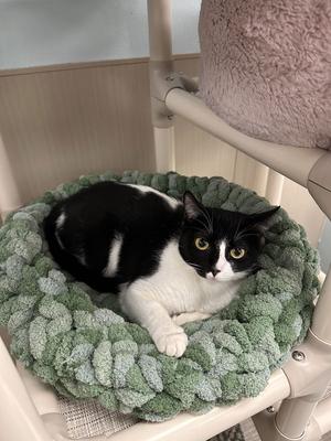 Oreo, adult, available for adoption