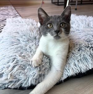 Mochi, kitten, available for adoption