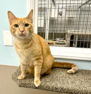 Ty, adult, available for adoption