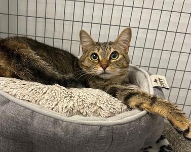 Noodles, adult, available for adoption
