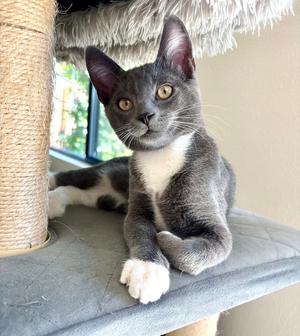 Dumpling, kitten, available for adoption