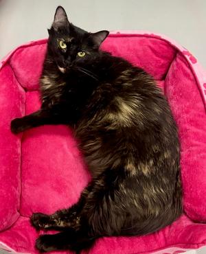 Sprinkles, adult, available for adoption