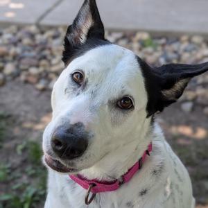 A close-up headshot of a black and white dog wearing a pink collar, looking at the camera with its head tilted.