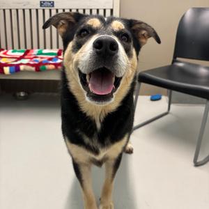 A black and tan dog with a happy expression, standing in a room with a colorful blanket and a chair in the background.