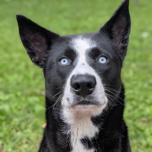 Cookie, Husky, adult, available for adoption