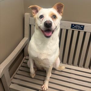 A happy, light-colored dog with upright ears sitting on a wooden bench.