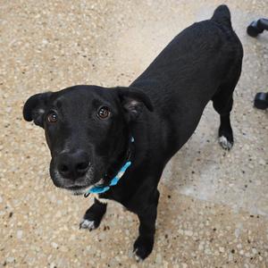Buddy II, Retriever, Black Labrador, adult, available for adoption