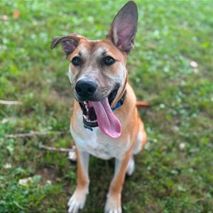 A brown and white dog with floppy ears and a pink tongue sticking out, sitting on grass.
